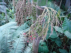 321 Longwood Gardens [2008 August 23]